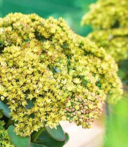 Sedum telephium 'Yellow Delicat'